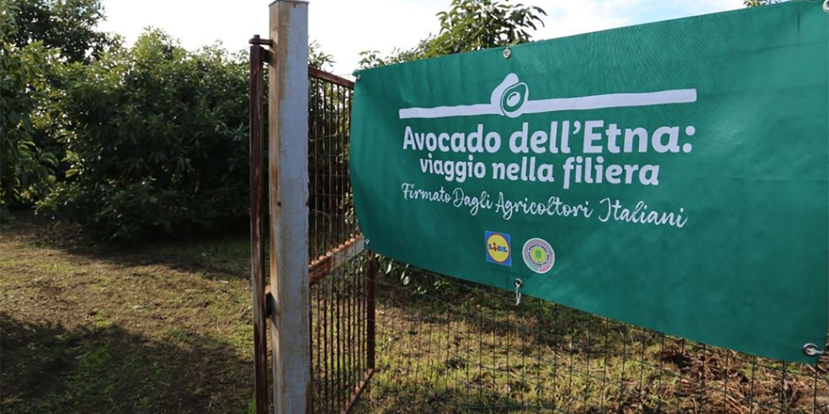 Lidl e Filiera Agricola per l'Avocado Siciliano, nuovo protagonista 